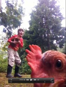 What Chickens Need – The Ethics of Chicken-Keeping (Part I) Image